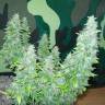 семена конопли курьером Auto Great White regular