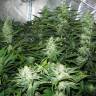заказ семян конопли White Skunk regular Ganja Seeds