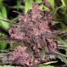 семена конопли в России Auto Black Haze feminised Exotic Seed семена конопли в России Auto Black Haze feminised Exotic Seed