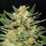 где заказать семена конопли Thai Fantasy feminised Kannabia Seeds где заказать семена конопли Thai Fantasy feminised Kannabia Seeds