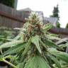 семена конопли почтой Thai Fantasy feminised Kannabia Seeds семена конопли почтой Thai Fantasy feminised Kannabia Seeds