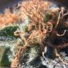 семена индийской конопли Raspberrry Cough regular Nirvana Seeds семена индийской конопли Raspberrry Cough regular Nirvana Seeds