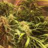купить семена конопли Auto Royal Cookies feminised Royal Queen