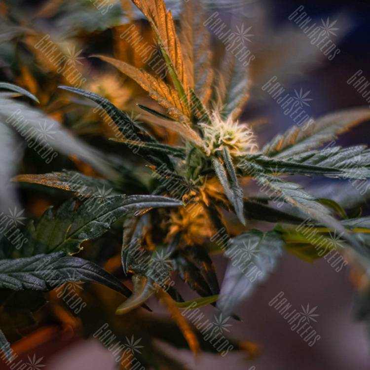 семена конопли аутдор Auto Fast Bud feminised Sweet Seeds семена конопли аутдор Auto Fast Bud feminised Sweet Seeds