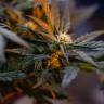 семена конопли аутдор Auto Fast Bud feminised Sweet Seeds семена конопли аутдор Auto Fast Bud feminised Sweet Seeds