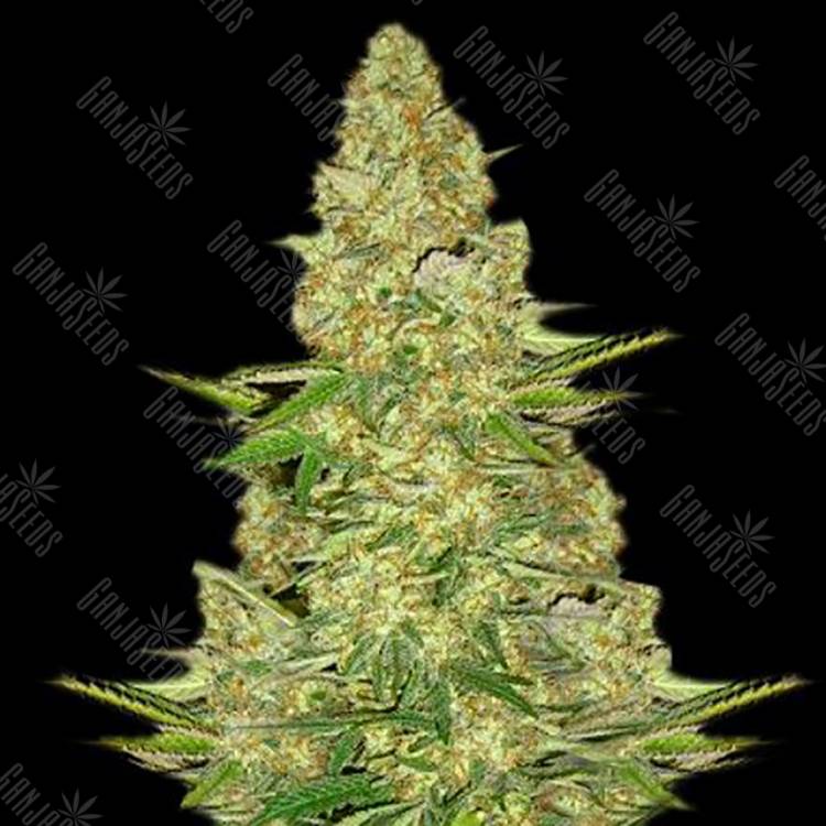 заказ семян конопли Спб Power Vip feminised VIP Seeds заказ семян конопли Спб Power Vip feminised VIP Seeds