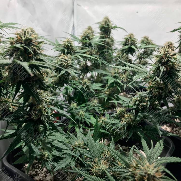 Семена марихуаны Auto Royal AK feminised Ganja Seeds Семена марихуаны Auto Royal AK feminised Ganja Seeds