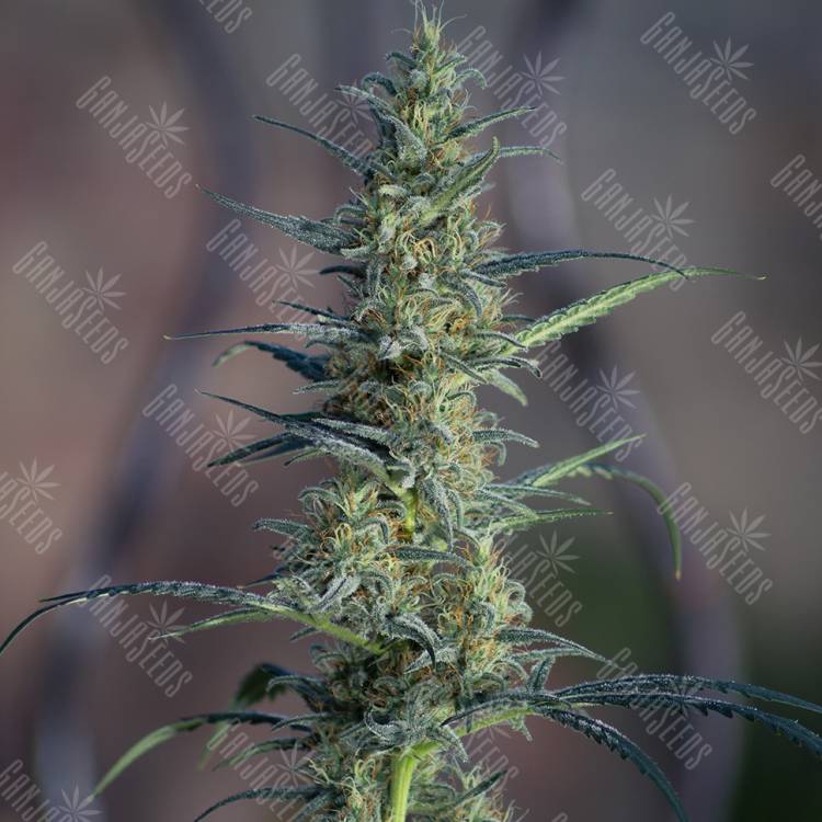 семена конопли White Widow x Jack Herer feminised семена конопли White Widow x Jack Herer feminised