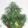 семена конопли в оригинальных упаковках Top Skunk 44 x AK 47 feminised семена конопли в оригинальных упаковках Top Skunk 44 x AK 47 feminised