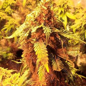LA Cannalope feminised DNA Genetics