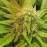 семена конопли в России White Domina feminised Kannabia Seeds семена конопли в России White Domina feminised Kannabia Seeds