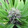 семена конопли Москва White Domina feminised Kannabia Seeds семена конопли Москва White Domina feminised Kannabia Seeds