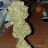 семена культурной конопли купить White Domina feminised Kannabia Seeds семена культурной конопли купить White Domina feminised Kannabia Seeds