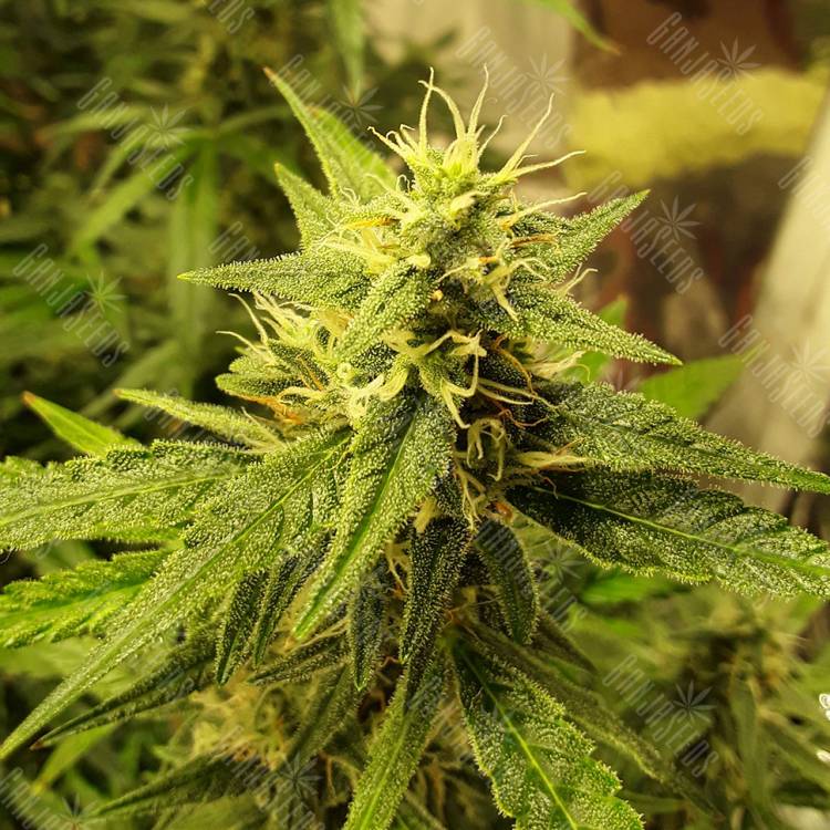 заказать на сайте семена конопли Auto New York City feminised Pyramid Seeds заказать на сайте семена конопли Auto New York City feminised Pyramid Seeds