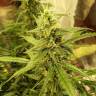 хорошие семена конопли Auto New York City feminised Pyramid Seeds хорошие семена конопли Auto New York City feminised Pyramid Seeds