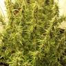 конопля семена сорта заказать Auto New York City feminised Pyramid Seeds конопля семена сорта заказать Auto New York City feminised Pyramid Seeds