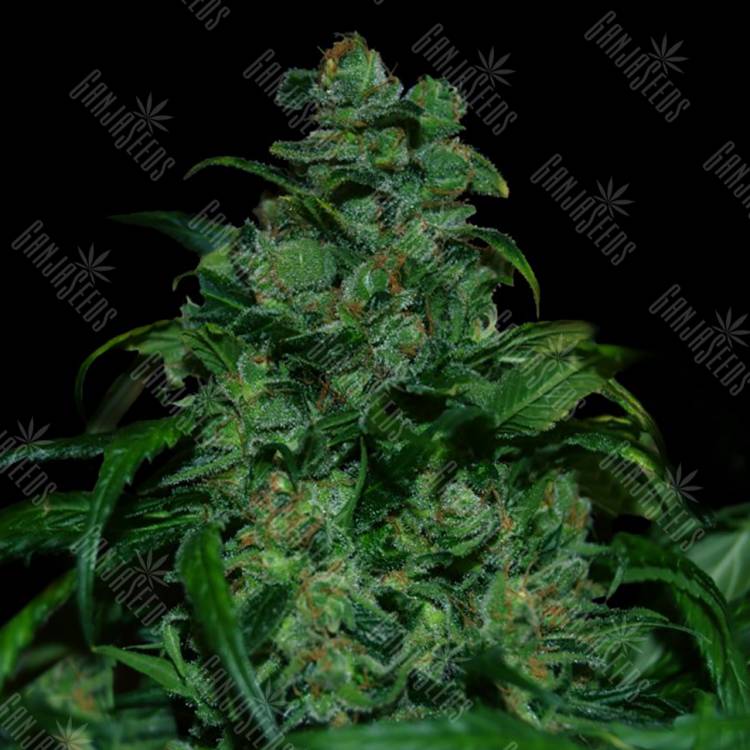 заказ семян конопли Москва Tank feminised VIP Seeds заказ семян конопли Москва Tank feminised VIP Seeds