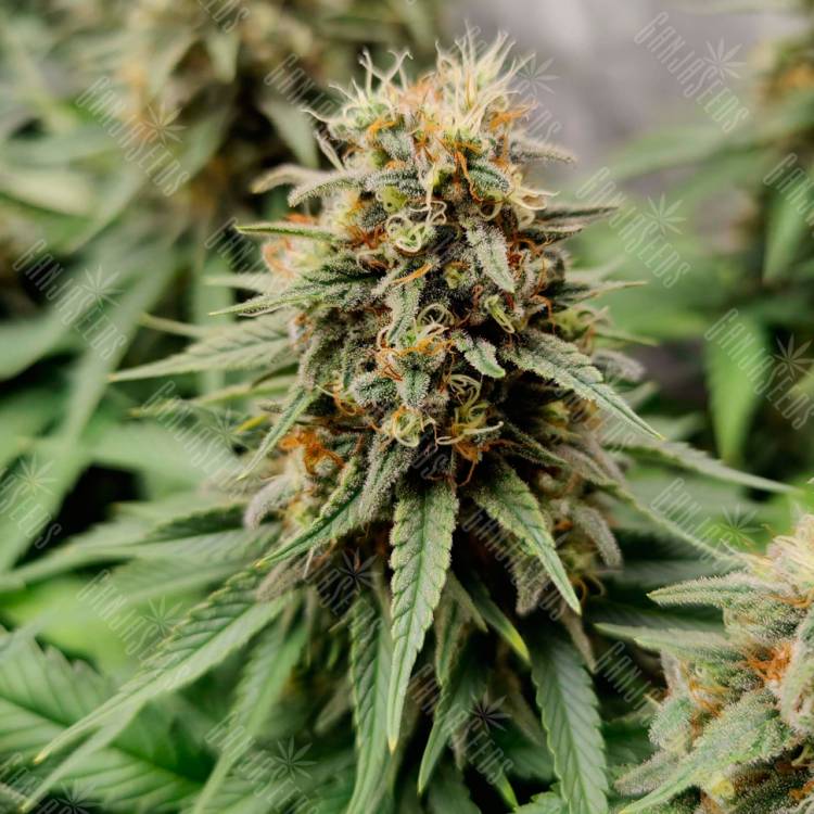 Семена конопли Auto Easy Bud feminised Ganja Seeds купить Семена конопли Auto Easy Bud feminised Ganja Seeds купить