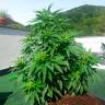семена конопли Россия Auto Super Skunk feminised семена конопли Россия Auto Super Skunk feminised