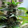 семена сортовой конопли Auto Super Skunk feminised семена сортовой конопли Auto Super Skunk feminised