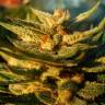 семена конопли Спб Auto Jack Herer feminised Green House Seeds семена конопли Спб Auto Jack Herer feminised Green House Seeds
