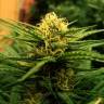 семена конопли в России Auto Jack Herer feminised Green House Seeds семена конопли в России Auto Jack Herer feminised Green House Seeds
