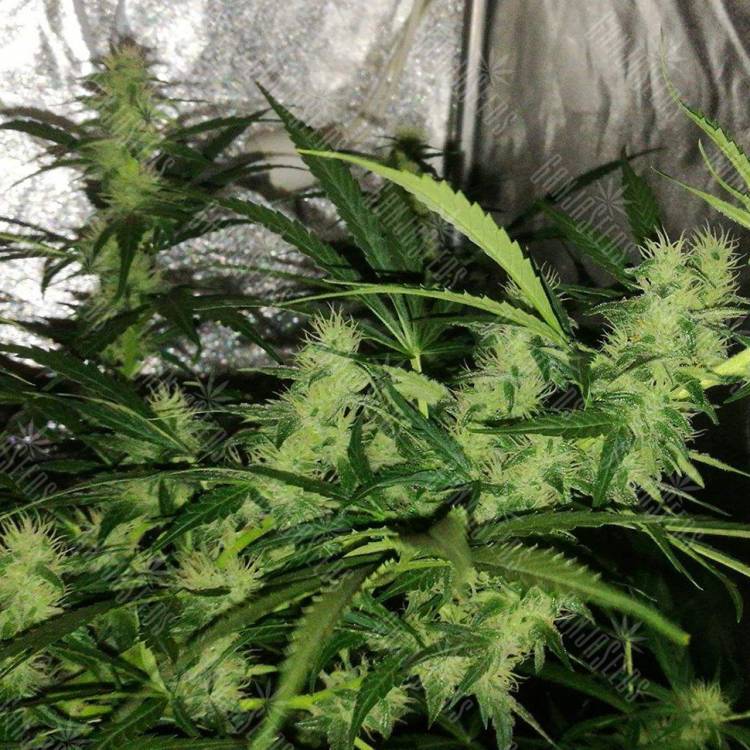Auto Critical Orange Punch feminised Dutch Passion Seeds Auto Critical Orange Punch feminised Dutch Passion Seeds