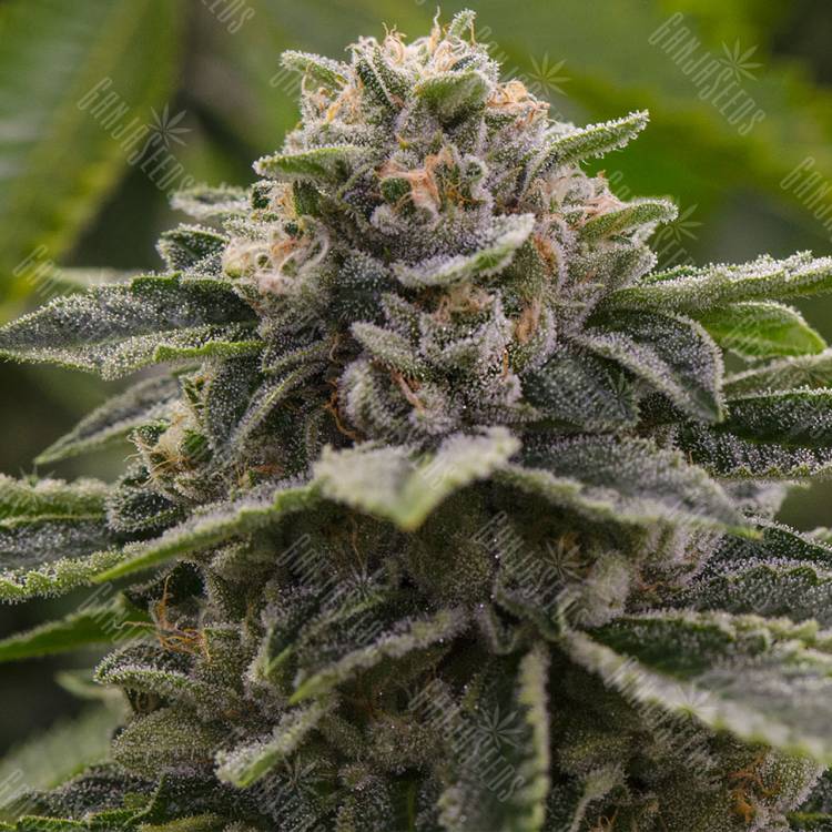 Blue Mountain feminised RuSeeds Blue Mountain feminised RuSeeds