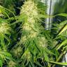 Karasora feminised Bang Seeds Karasora feminised Bang Seeds