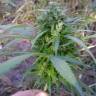 семена конопли с доставкой Karasora feminised Bang Seeds семена конопли с доставкой Karasora feminised Bang Seeds