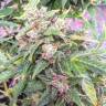 заказ семян конопли Спб Auto Northern Lights feminised Pyramid Seeds заказ семян конопли Спб Auto Northern Lights feminised Pyramid Seeds