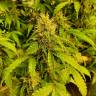семена конопли феминизированные Auto Green Poison XL feminised Sweet Seeds
