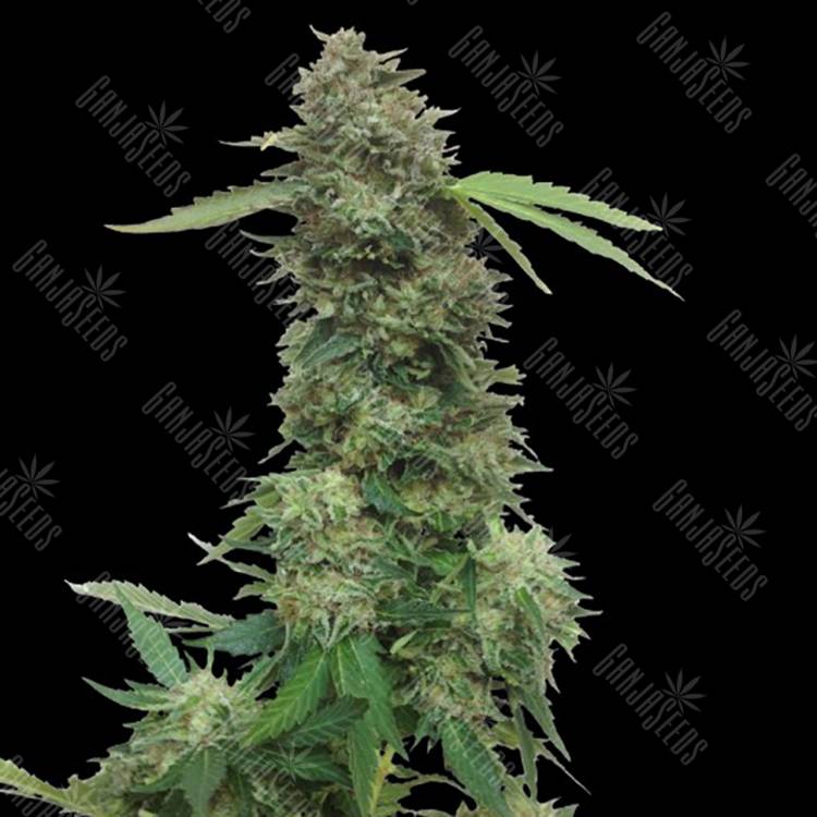 заказ семян конопли Torpedo feminised VIP Seeds заказ семян конопли Torpedo feminised VIP Seeds
