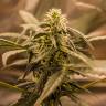 Семки Auto Quick One feminised Ganja Seeds заказать