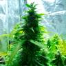 семена конопли наложенным платежом Auto Super Skunk regular семена конопли наложенным платежом Auto Super Skunk regular