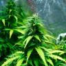 заказать качественные семена конопли Auto Super Skunk regular заказать качественные семена конопли Auto Super Skunk regular
