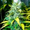 заказать на сайте семена конопли Auto Super Skunk regular заказать на сайте семена конопли Auto Super Skunk regular