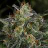 семена конопли для выращивания Auto White Widow feminised Green House Seeds семена конопли для выращивания Auto White Widow feminised Green House Seeds