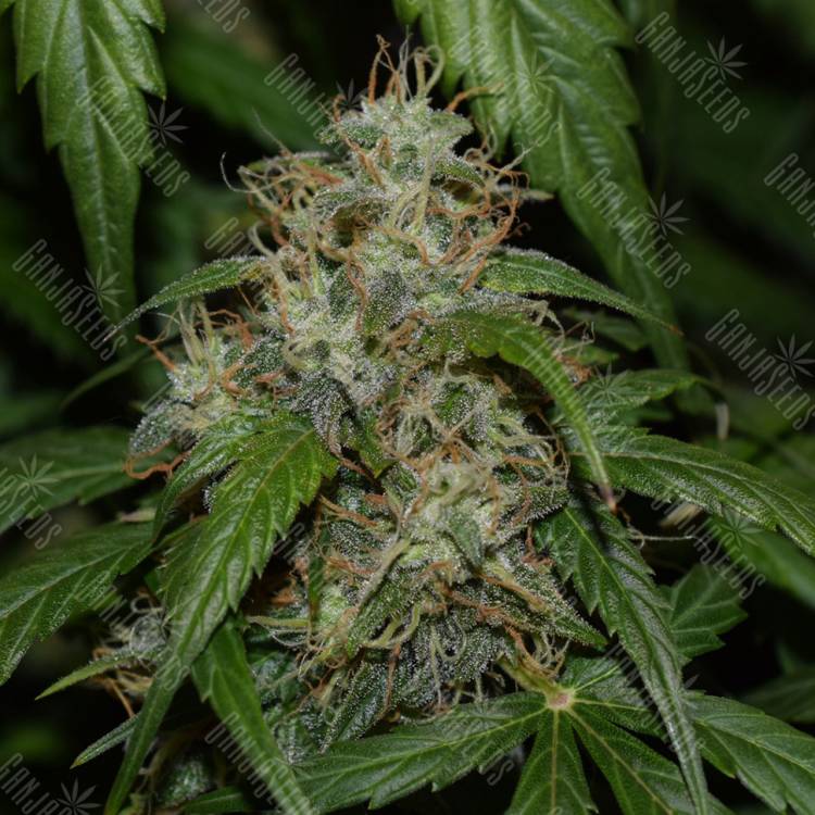 Auto Daiquiri Lime feminised Dutch Passion Seeds Auto Daiquiri Lime feminised Dutch Passion Seeds