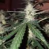 Blueberry Cream feminised RuSeeds Blueberry Cream feminised RuSeeds