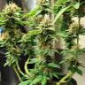 семена конопли в России Acid regular Ganja Seeds