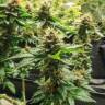 семена конопли Москва Acid regular Ganja Seeds