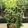 семена конопли Спб Acid regular Ganja Seeds