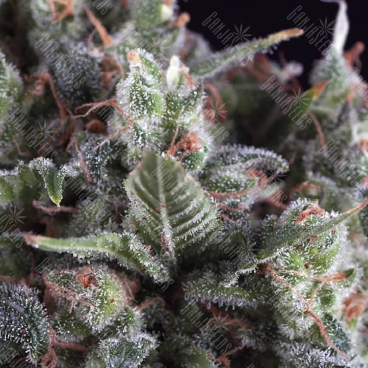 семена конопли Россия Auto Olympia feminised Pyramid Seeds семена конопли Россия Auto Olympia feminised Pyramid Seeds