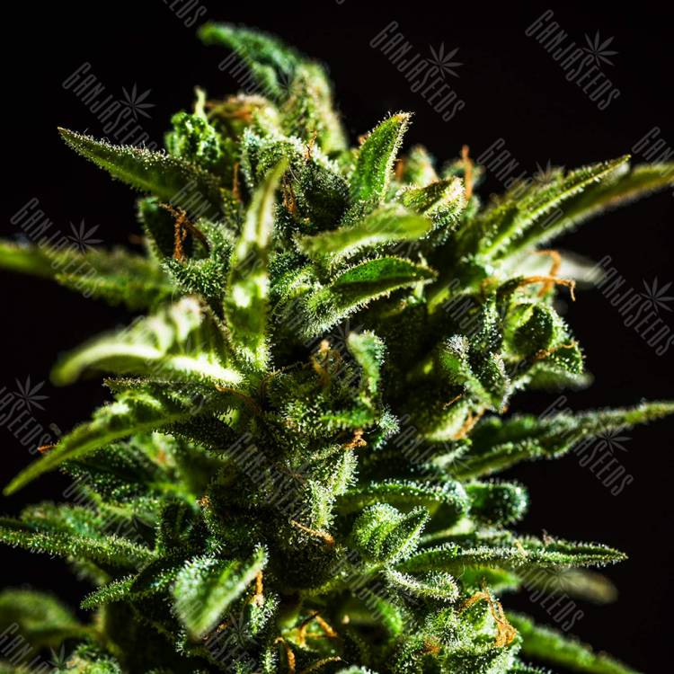 качественные семена конопли Auto Honey Peach CBD feminised Sweet Seeds качественные семена конопли Auto Honey Peach CBD feminised Sweet Seeds