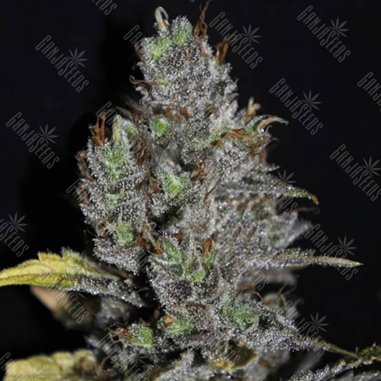 где заказать семена конопли Viagrra feminised VIP Seeds где заказать семена конопли Viagrra feminised VIP Seeds