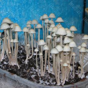 Panaeolus Cyanescens Jamaica Gribo4ek