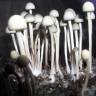 мицелии Panaeolus Cyanescens Jamaica мицелии Panaeolus Cyanescens Jamaica