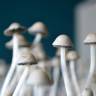 отпечатки псилоцибиновых грибов Москва Panaeolus Cyanescens Jamaica отпечатки псилоцибиновых грибов Москва Panaeolus Cyanescens Jamaica