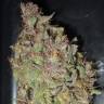 Auto Desfran feminised Dutch Passion Seeds Auto Desfran feminised Dutch Passion Seeds